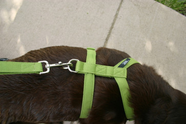 The Good Dog Company Hemp Basic Harness Collection-3/4"" Green Hemp BasicCanvas Small Harness