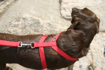The Good Dog Company Hemp Basic Harness Collection-1"" Red Hemp Basic Canvas Medium Harness