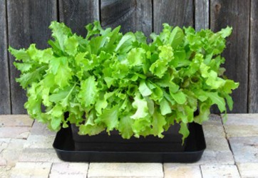 Nature's Footprint Urbin Grower Flexible Raised Bed / Organic Growing System