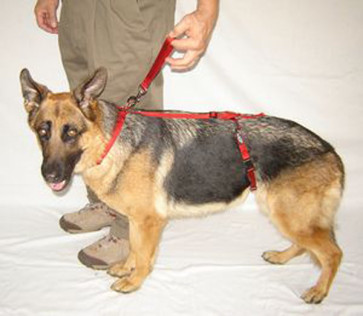 Ultra Paws Heel Harness For Dog Training-Small 8-16 inch Collar
