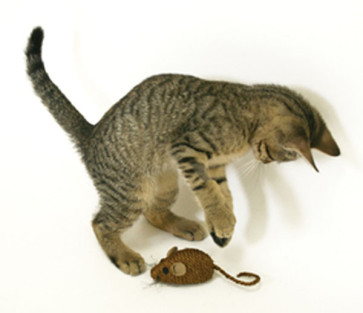OurPet's Play-n-Squeak Ruff-n-Tumble