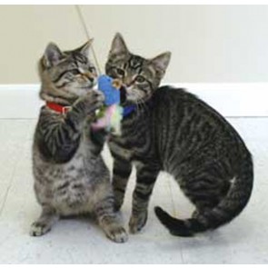 OurPet's Play-N-Squeak Wee Catch of the Day
